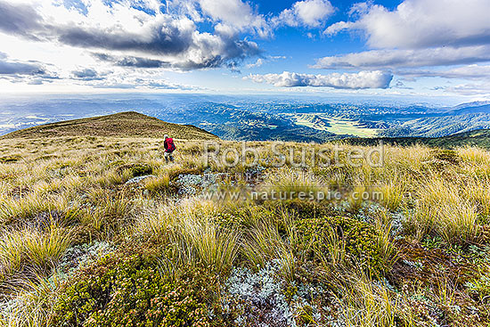 Tramping on the Whanahuia Ranges in the Ruahines. Alpine tussock tops with the Kawhatau valley below, Ruahine Forest Park, Manawatu District, Manawatu-Wanganui Region, New Zealand (NZ)