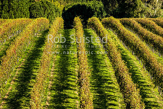 Grapevines in vineyard showing a pleasing row pattern in late sunlight. Grapes, Havelock North, Hastings District, Hawke's Bay Region, New Zealand (NZ)