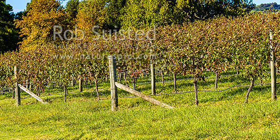 Vineyard rows of grapevines. Early autumn. Panorama, Havelock North, Hastings District, Hawke's Bay Region, New Zealand (NZ)