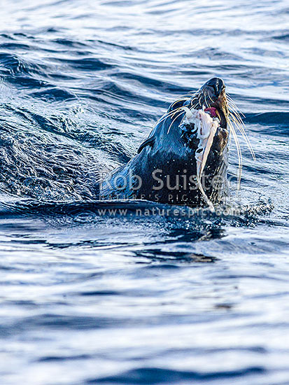 New Zealand fur seal (Arctocephalus forsteri) consuming last of it's Frostfish (Lepidopus caudatus) brought up from depth. Winter, Cook Strait, Wellington City District, Wellington Region, New Zealand (NZ)