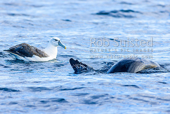 New Zealand fur seal (Arctocephalus forsteri) and White-capped Mollymawk (Thalassarche cauta steadi, formerly Diomedea cauta) together in feeding association, New Zealand (NZ)