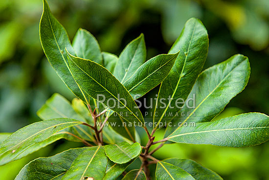 Hinau tree leaves and foliage (Elaeocarpus dentatus) Hinau, a native lowland forest tree of New Zealand, New Zealand (NZ)