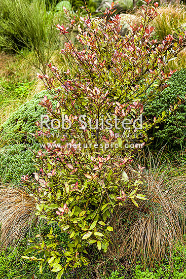 Horopito tree, red horopito, mountain horopito, alpine peppertree (Pseudowintera colorata), endemic NZ tree, New Zealand (NZ)