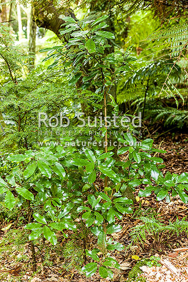 Pigeonwood tree growing within forest (Hedycarya arborea), porokaiwhiri, New Zealand (NZ)