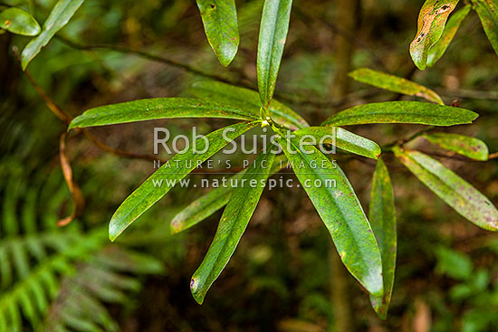 Toro leaves (Myrsine salicina, synonym Rapanea salicina) a species of shrub or small tree native to New Zealand, New Zealand (NZ)