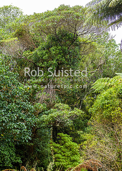 Hinau tree in mature forest (Elaeocarpus dentatus) Hinau, a native lowland forest tree of New Zealand, New Zealand (NZ)