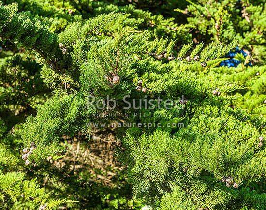 Macrocarpa tree foliage and seed cones (Cupressus macrocarpa). Monterey cypress (syn. Hesperocyparis macrocarpa), New Zealand (NZ)