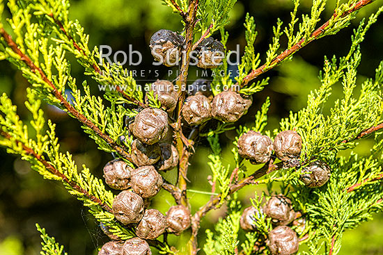 Macrocarpa tree foliage and seed cones (Cupressus macrocarpa). Monterey cypress (syn. Hesperocyparis macrocarpa), New Zealand (NZ)