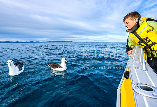 Mollymawk watching. Charles Suisted spotting small albatross on a calm winter day in Cook Strait. Black-browed Mollymawk (Thalassarche melanophris), Cook Strait, Wellington City District, Wellington Region, New Zealand (NZ)