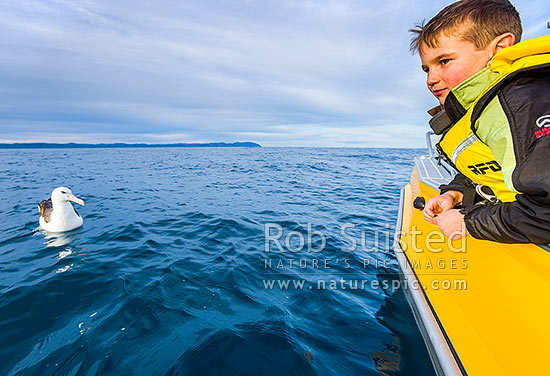 Mollymawk watching. Charles Suisted spotting small albatross on a calm winter day in Cook Strait, White-capped Mollymawk (Thalassarche cauta steadi) and  Black-browed Mollymawk (Thalassarche melanophris), Cook Strait, Wellington City District, Wellington Region, New Zealand (NZ)