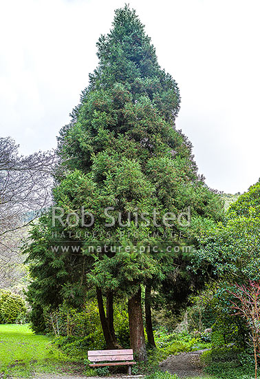 Japanese cedar tree (Cryptomeria japonica), over 30 years old, New Zealand (NZ)