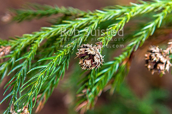 Japanese cedar tree foliage and cone (Cryptomeria japonica), New Zealand (NZ)