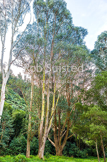 Alpine Ash tree (Eucalyptus delegatensis) tree, New Zealand (NZ)