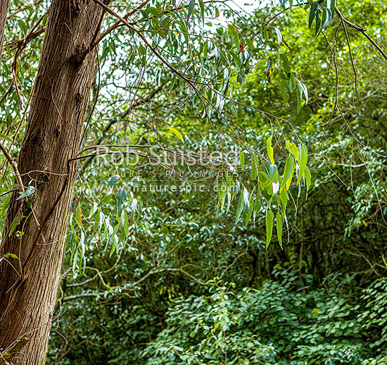 Alpine Ash tree leaves and branch (Eucalyptus delegatensis), New Zealand (NZ)