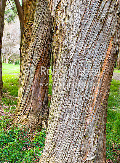 Messmate Stringyback tree bark (Eucalyptus obliqua), New Zealand (NZ)