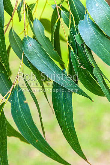 Messmate Stringyback tree leaves (Eucalyptus obliqua), New Zealand (NZ)