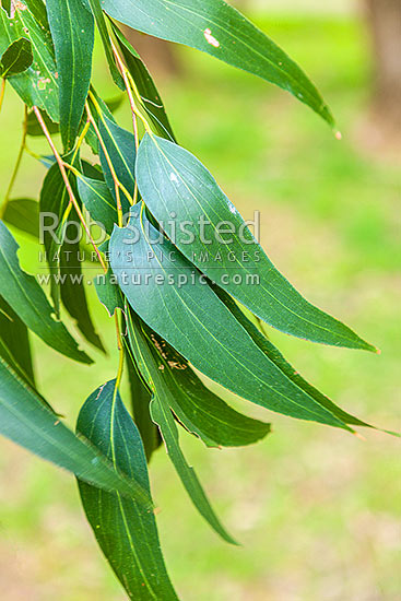 Messmate Stringyback tree leaves (Eucalyptus obliqua), New Zealand (NZ)