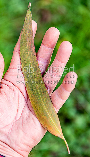 Messmate Stringyback tree fallen leaf (Eucalyptus obliqua), New Zealand (NZ)