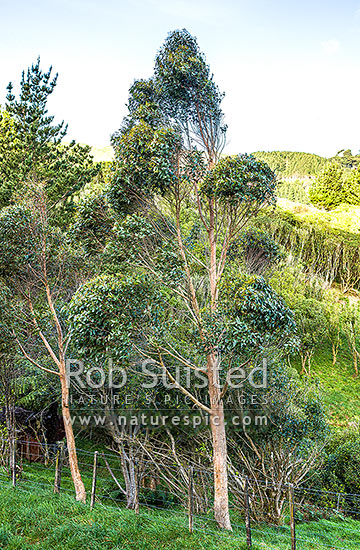 White Stringybark tree (Eucalyptus globoidea) growing.  Approximately 9 years old, New Zealand (NZ)