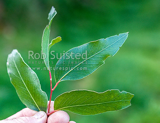 White Stringybark tree leaves (Eucalyptus globoidea), New Zealand (NZ)