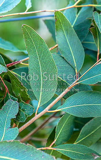 White Stringybark tree leaves (Eucalyptus globoidea), New Zealand (NZ)