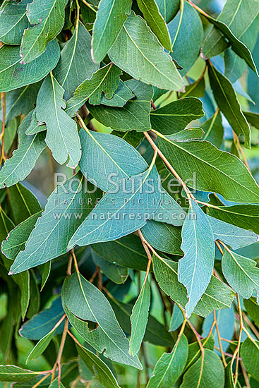 White Stringybark tree leaves (Eucalyptus globoidea), New Zealand (NZ)