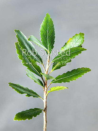 Pokaka tree foliage and leaves (Elaeocarpus hookerianus), New Zealand (NZ)