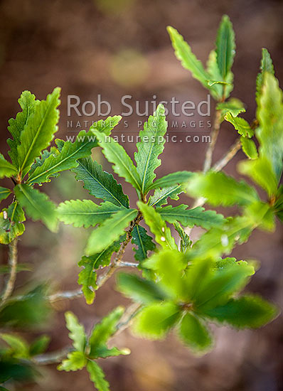 Pokaka tree foliage and leaves (Elaeocarpus hookerianus), New Zealand (NZ)