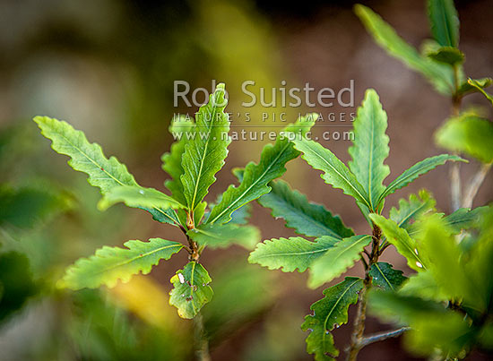 Pokaka tree foliage and leaves (Elaeocarpus hookerianus), New Zealand (NZ)