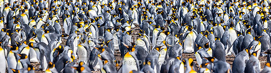 King Penguin colony (Aptenodytes patagonicus) with thousands of breeding pairs. Panorama, Falkland Islands