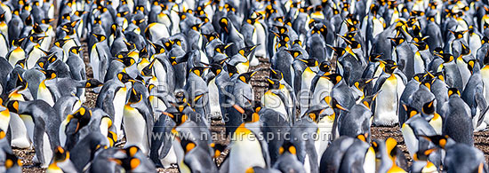 King Penguin colony (Aptenodytes patagonicus) with thousands of breeding pairs. Panorama, Falkland Islands