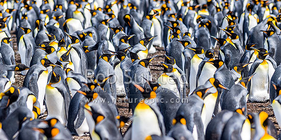 King Penguin colony (Aptenodytes patagonicus) with thousands of breeding pairs. Panorama, Falkland Islands