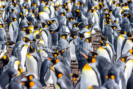 King Penguin colony (Aptenodytes patagonicus). A small section of thousands of breeding pairs incubating eggs, Falkland Islands