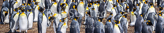 King Penguin colony (Aptenodytes patagonicus). A closeup section of thousands of breeding pairs incubating eggs and preening. Panorama, Falkland Islands