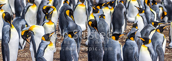 King Penguin colony (Aptenodytes patagonicus). A closeup section of thousands of breeding pairs incubating eggs and preening. Panorama, Falkland Islands