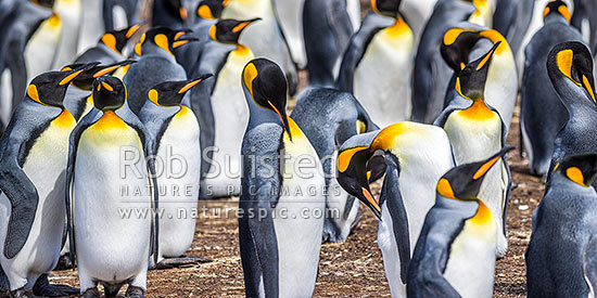 King Penguin colony (Aptenodytes patagonicus). A closeup section of thousands of breeding pairs incubating eggs and preening. Panorama, Falkland Islands