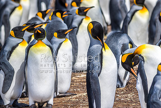 King Penguin colony (Aptenodytes patagonicus). A closeup section of thousands of breeding pairs incubating eggs and preening, Falkland Islands