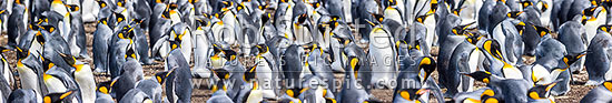 King Penguin colony (Aptenodytes patagonicus). A closeup section of thousands of breeding pairs incubating eggs and preening. Panorama, Falkland Islands