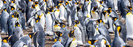 King Penguin colony (Aptenodytes patagonicus). A closeup section of thousands of breeding pairs incubating eggs and preening. Panorama, Falkland Islands