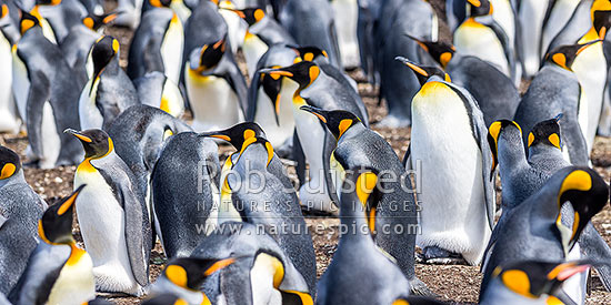 King Penguin colony (Aptenodytes patagonicus). A closeup section of thousands of breeding pairs incubating eggs and preening. Panorama, Falkland Islands