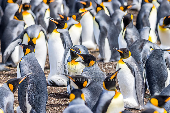 King Penguin colony (Aptenodytes patagonicus). A closeup section of thousands of breeding pairs incubating eggs and preening, Falkland Islands