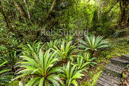 Crown fern (Blechnum discolor) understory on Millars Beach walk, Rakiura, Paterson Inlet, Stewart Island District, Southland Region, New Zealand (NZ)