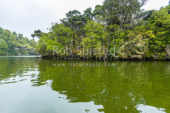 Kidney Fern Arm of Prices Inlet, with coastal mixed podocarp forest to waters edge. Rakiura, Paterson Inlet, Stewart Island District, Southland Region, New Zealand (NZ)