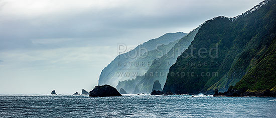 Fiordland wild coastline, coastal cliffs and jagged rocky shore near Te Puaitaha Breaksea Sound. Rainforest clinging to cliffs. Panorama, Fiordland National Park, Southland District, Southland Region, New Zealand (NZ)