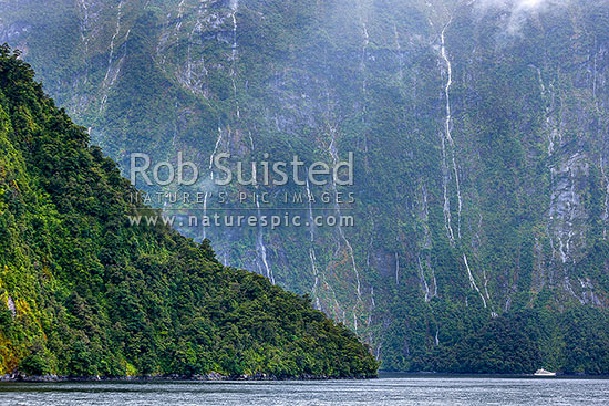 Milford Sound Piopiotahi with countless waterfalls from rain cascading into the fiord near Harrison Cove, Milford Sound, Fiordland National Park, Southland District, Southland Region, New Zealand (NZ)