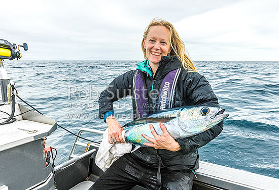 Albacore Tuna (Thunnus alalunga) caught by female recreational angler. Also known as longfin Tuna, weighs about 10Kg, Kapiti Coast District, Wellington Region, New Zealand (NZ)