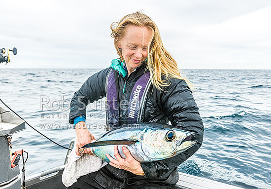 Albacore Tuna (Thunnus alalunga) caught by female recreational angler. Also known as longfin Tuna, weighs about 10Kg, Kapiti Coast District, Wellington Region, New Zealand (NZ)