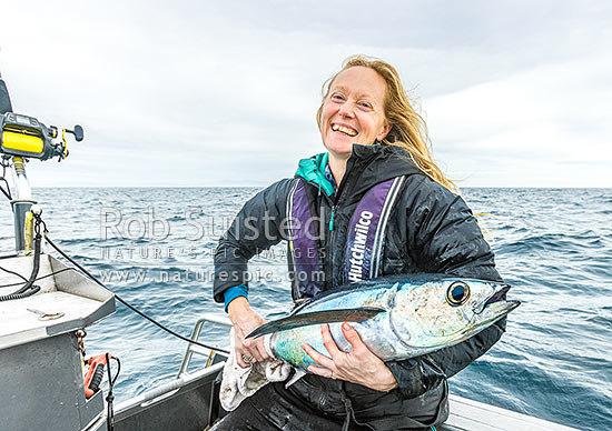 Albacore Tuna (Thunnus alalunga) caught by female recreational angler. Also known as longfin Tuna, weighs about 10Kg, Kapiti Coast District, Wellington Region, New Zealand (NZ)