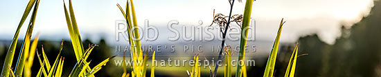 Flax leaves backlit and glowing green by afternoon sunlight (Phormium tenax). Panorama with rural backdrop, New Zealand (NZ)