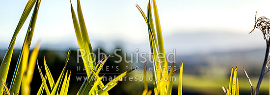 Flax leaves backlit and glowing green by afternoon sunlight (Phormium tenax). Panorama with rural backdrop, New Zealand (NZ)